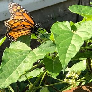 Over 2000/23g Bag BULK Seeds~Honeyvine Milkweed Cynanchum Laeve ~ Monarch Host!